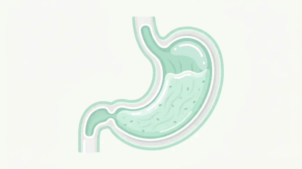 Illustration der Magenwandausdehnung durch gequollene Chiasamen – Sättigungsmechanismus von Kaulquappen-Wasser